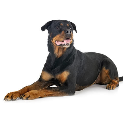 Câinele Rottweiler