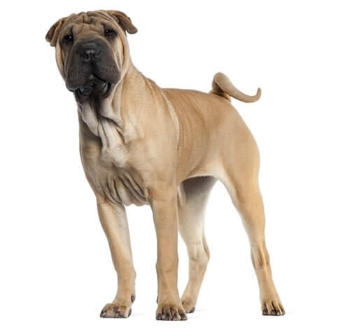 Shar Pei 