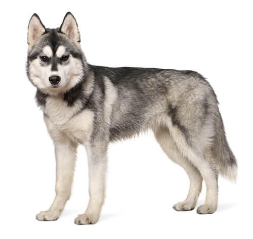 Husky Siberian