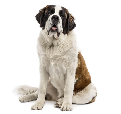 Saint Bernard