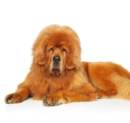 Câinele Tibetan Mastiff 