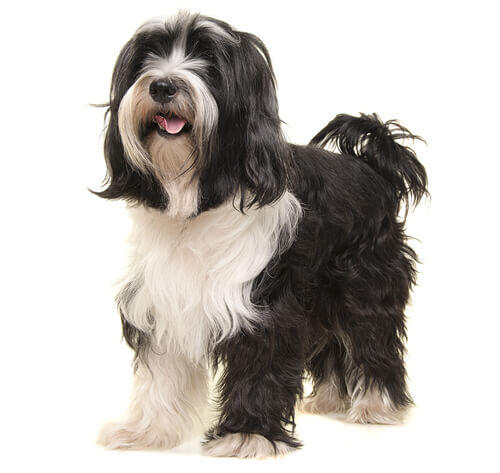 Tibetan Terrier 