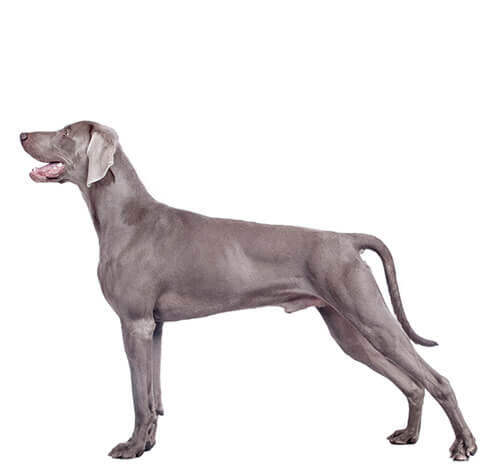 Weimaraner 