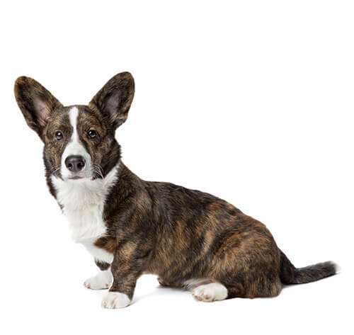 Ingrijirea cainilor din rasa Welsh Corgi (Cardigan)