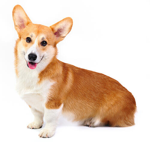 Pembroke Welsh Corgi 