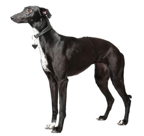 Caine Whippet negru cu alb, stand elegant.