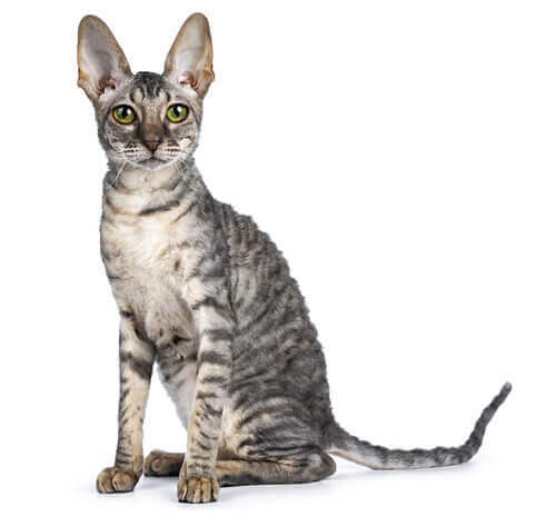 Cornish Rex