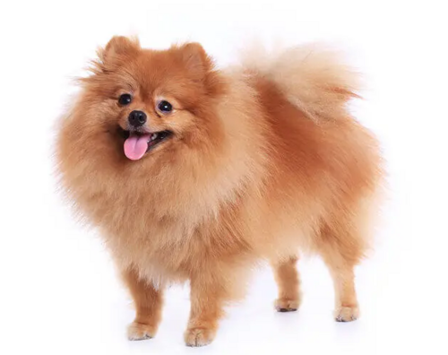 Pomeranian