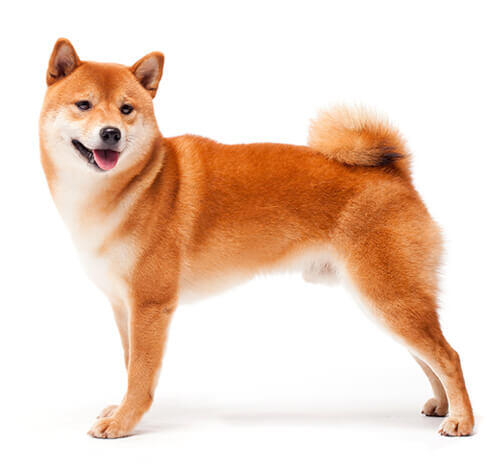 Shiba Inu Japonez stand in picioare