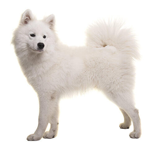 Câinele Samoyed