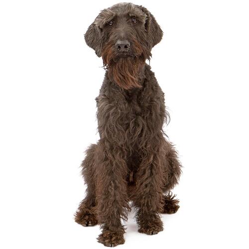 Caine Schnauzer Urias cu blana maro.