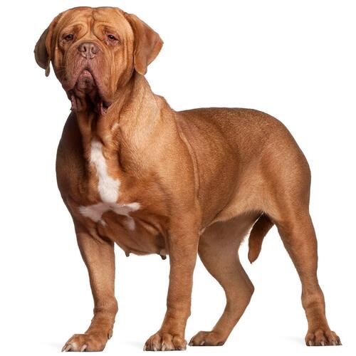 Dog de Bordeaux