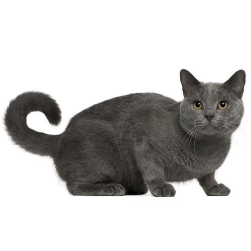 Chartreux