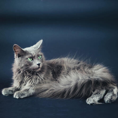Nebelung