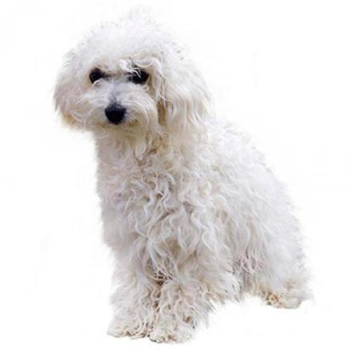 Bichon Bolognese