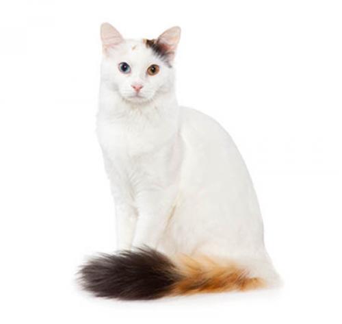 Turkish Van