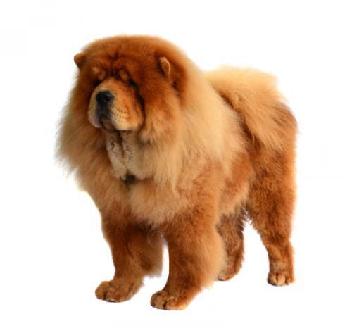 caine rasa Chow Chow