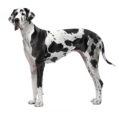 Dog German arlechin