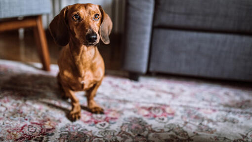 Caine Teckel (Dachshund) cu blana roșcată, stând pe covor, cu o privire curioasă.