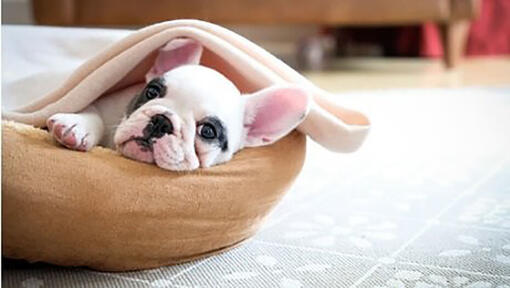 Bulldog francez negru cu alb in culcusul sau