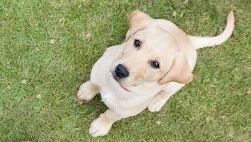 pui de caine golden retriever care sta pe iarba