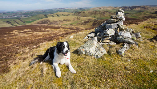 Border Collie la munte - rase de caini talie medie