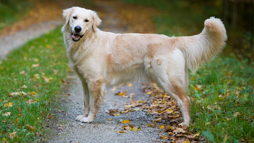 Golden Retriever toamna pe carare- rase de caini talie medie