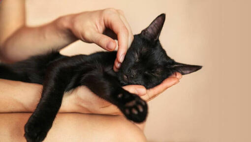 Adopta o pisica mai in varsta neagra