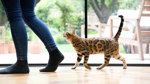 gato Bengal a andar ao lado de humano