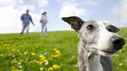 donos a correr atrás de um galgo