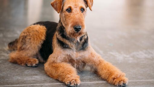 Airedale terrier culcat pe podea