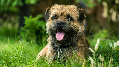 cățeluș de border terrier stă întins în iarbă