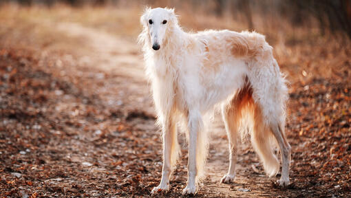 Caine Borzoi in timpul unei plimbari in natura.