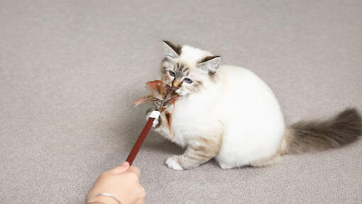 Pisicuță care se joacă cu o baghetă cu pene
