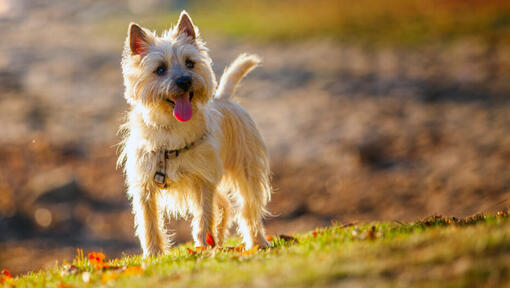 cairn terrier în picioare pe un deal