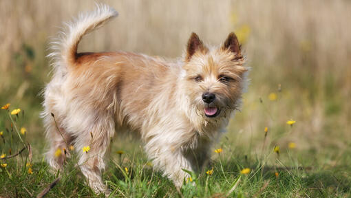 cairn terrier într-un câmp de flori