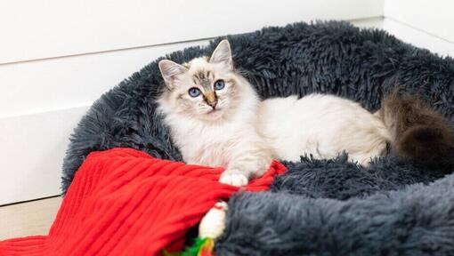 Pisică cu ochi albaștri întinsă în patul pisicii