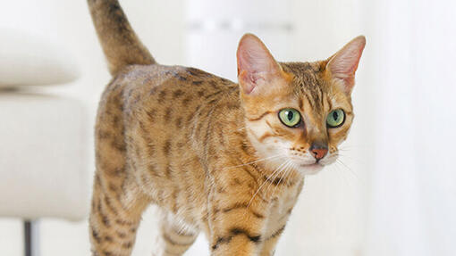 Vista de perto de gato de Bengal com olhos verdes