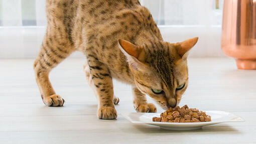gato Bengal a comer comida molhada