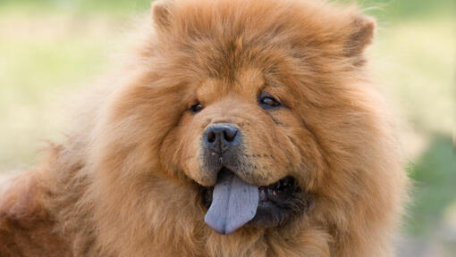 Câine Chow Chow de culoare crem