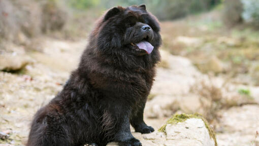 Câine negru Chow Chow care stă jos