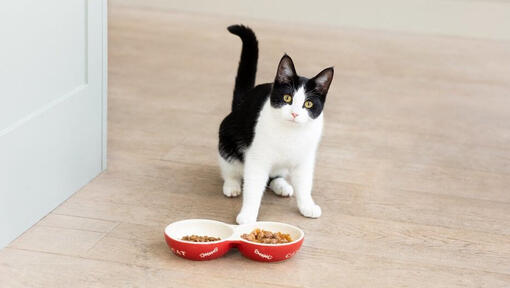 Pisica alb-negru cu boluri cu mancare pentru pisici