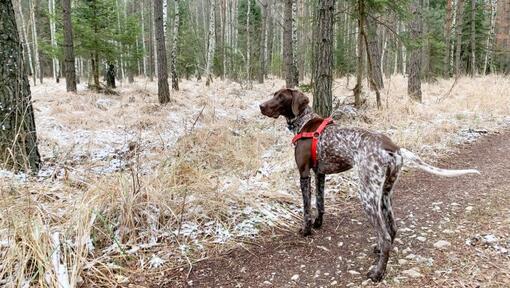 Pointer german cu părul scurt care se plimbă în pădure