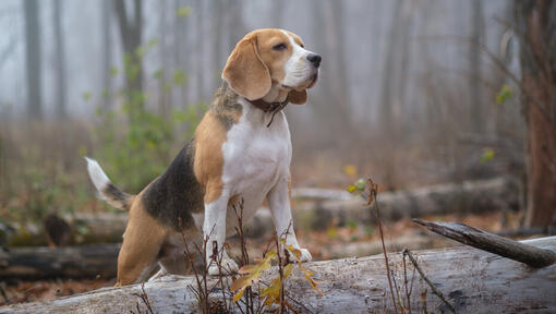 Beagle în pădure