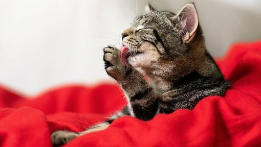 gato se arrumando com a lingua