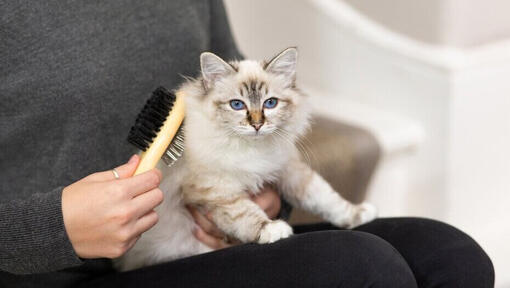 dono a escovar gato branco