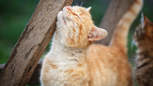 Pisica portocalie ce se scarpina de un lemn