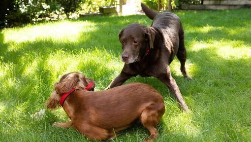Cățeluș și câine mai în vârstă care se joacă într-o grădină