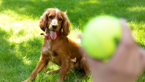 Catelus spaniel fericit care asteapta sa fie aruncata o minge de tenis