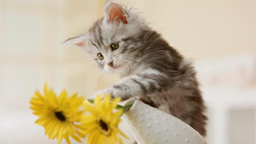 Pui de pisica in casa atingand o vaza cu flori galbene